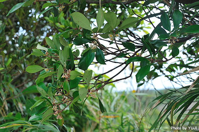 モッコク Ternstroemia gymnanthera