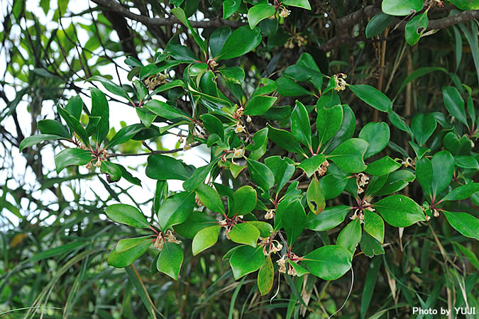 モッコク Ternstroemia gymnanthera