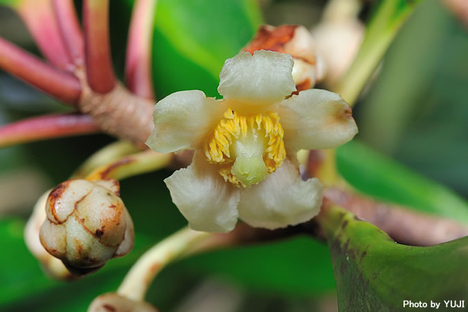 モッコク Ternstroemia Gymnanthera 沖縄の維管束植物 花の図鑑 おきなわカエル商会
