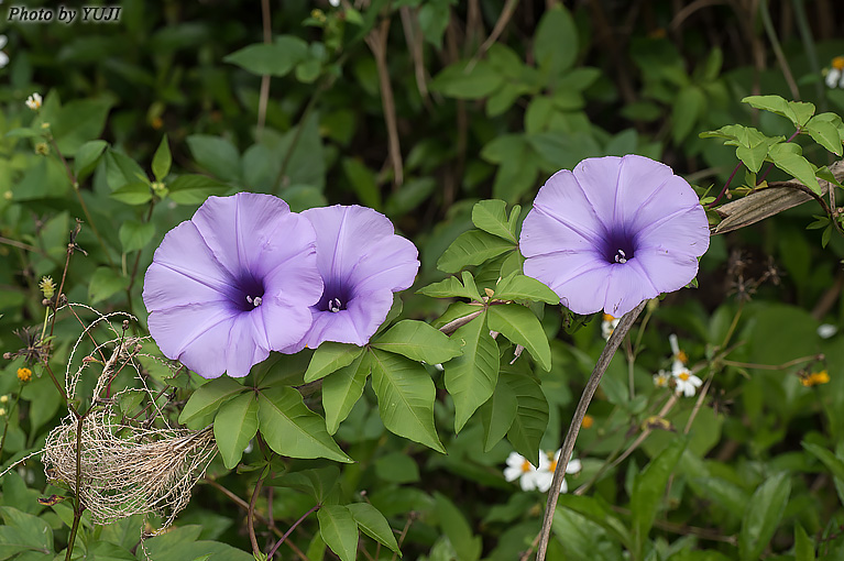 モミジヒルガオ Ipomoea cairica