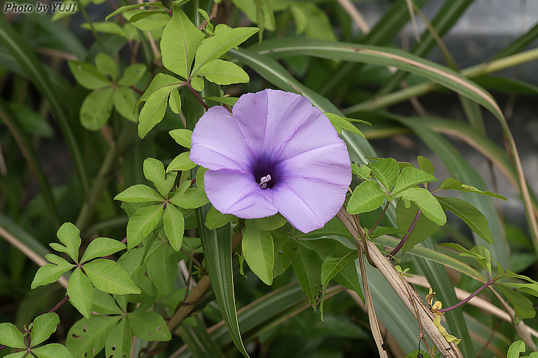 モミジヒルガオ Ipomoea cairica