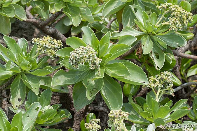 モンパノキ Argusia argentea