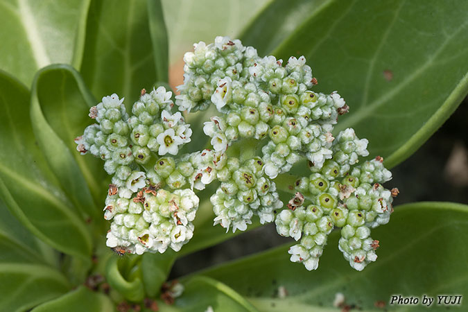 モンパノキ Argusia argentea