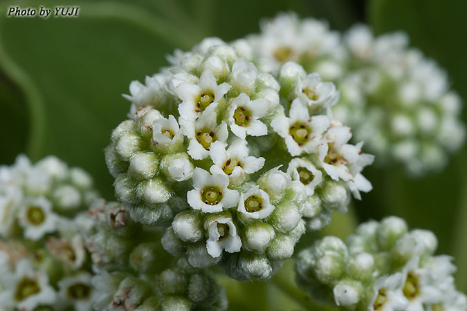 モンパノキ Argusia argentea