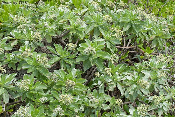 モンパノキ Argusia argentea