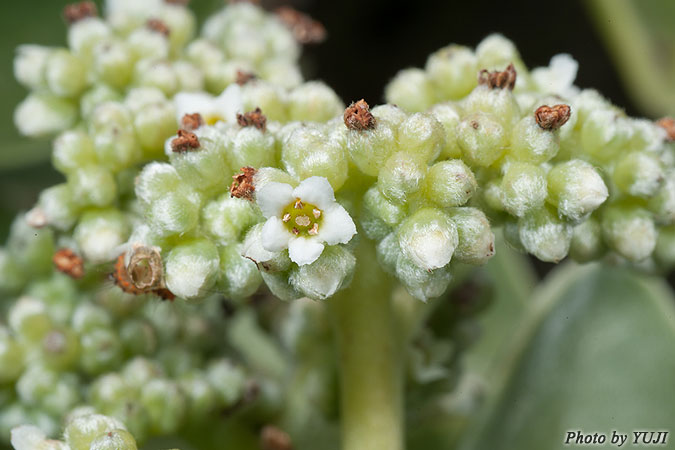 モンパノキ Argusia argentea