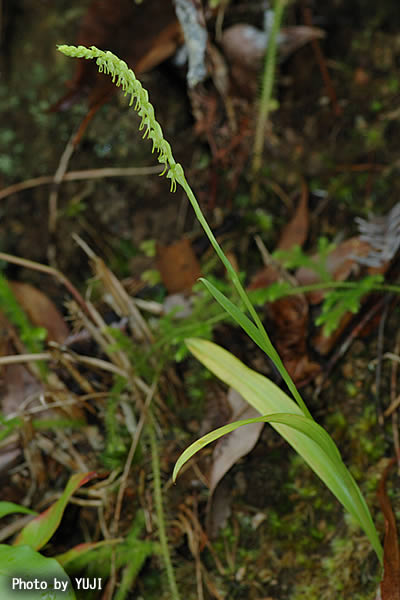 ムカゴソウ Herminium lanceum