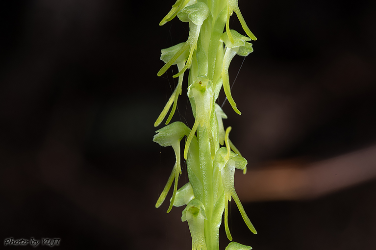 ムカゴソウ Herminium lanceum