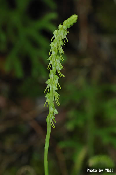 ムカゴソウ Herminium lanceum