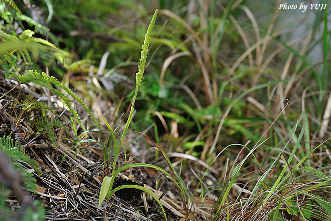 ムカゴソウ Herminium lanceum