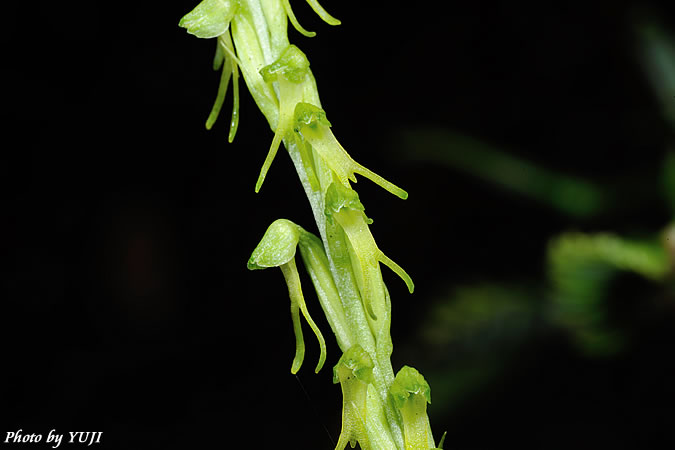 ムカゴソウ Herminium lanceum