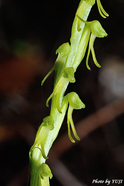 ムカゴソウ Herminium lanceum