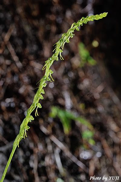 ムカゴソウ Herminium lanceum