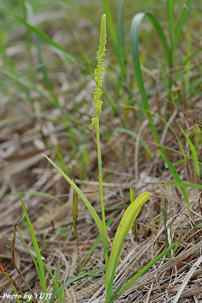 ムカゴソウ Herminium lanceum