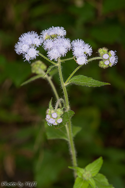 ムラサキカッコウアザミ Ageratum houstonianum