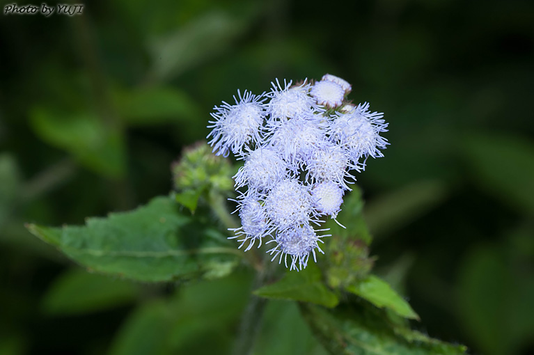 ムラサキカッコウアザミ Ageratum houstonianum