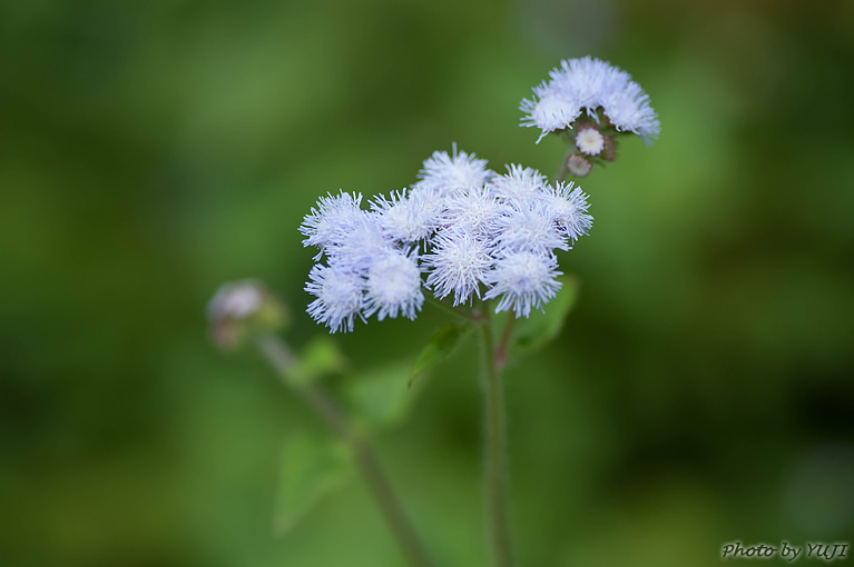 ムラサキカッコウアザミ Ageratum houstonianum