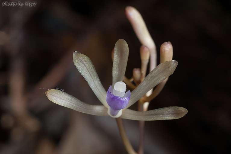 ムロトムヨウラン Lecanorchis taiwaniana