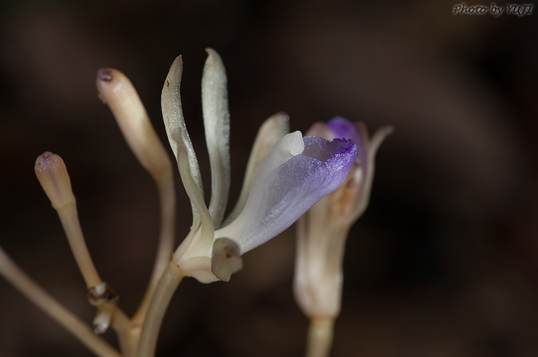 ムロトムヨウラン Lecanorchis taiwaniana