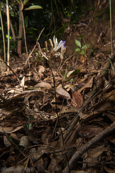 ムロトムヨウラン Lecanorchis taiwaniana