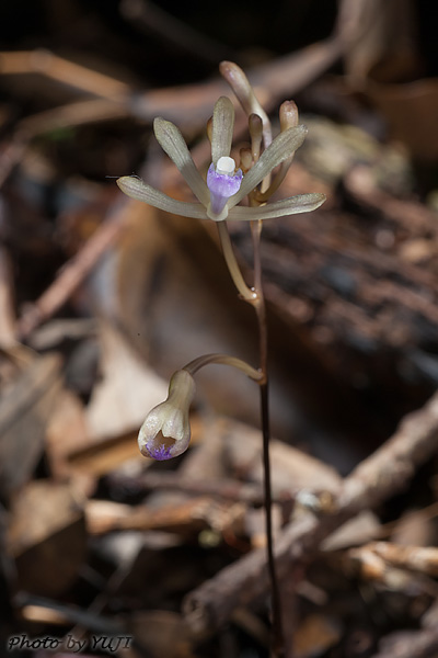 ムロトムヨウラン Lecanorchis taiwaniana