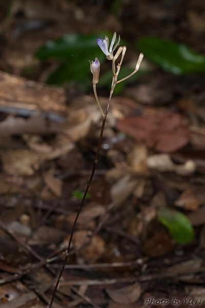 ムロトムヨウラン Lecanorchis taiwaniana