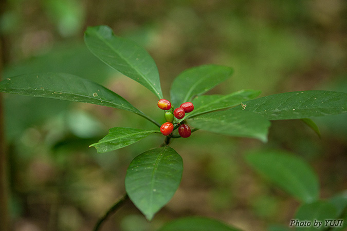 ボチョウジ（リュウキュウアオキ） Psychotria manillensis