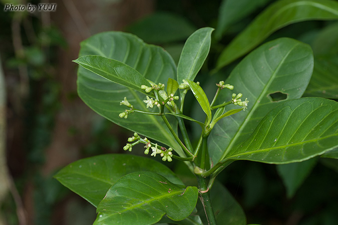 ボチョウジ（リュウキュウアオキ） Psychotria manillensis