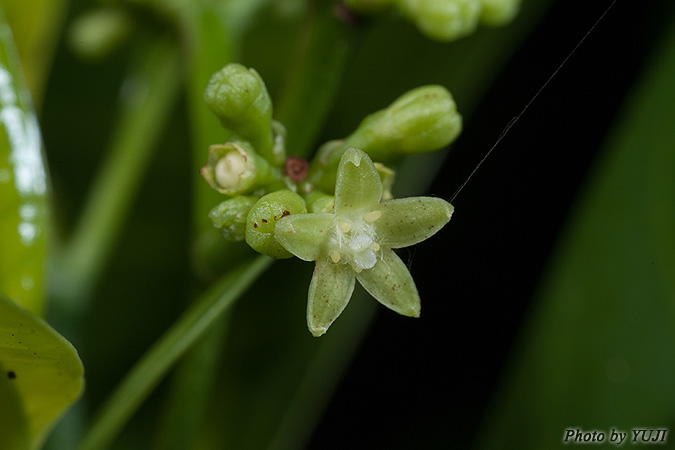 ボチョウジ（リュウキュウアオキ） Psychotria manillensis