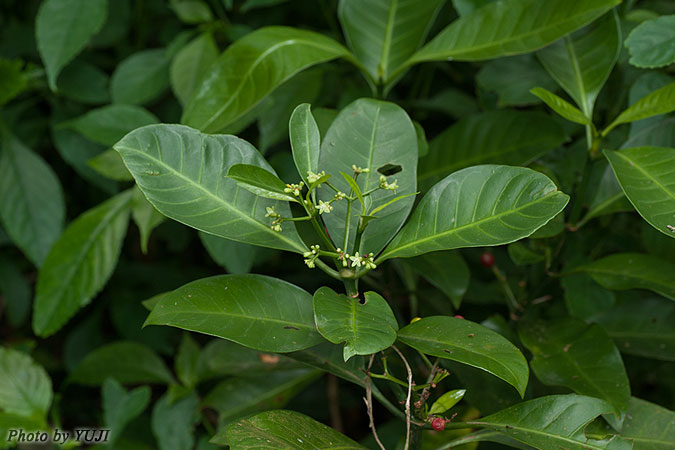 ボチョウジ（リュウキュウアオキ） Psychotria manillensis