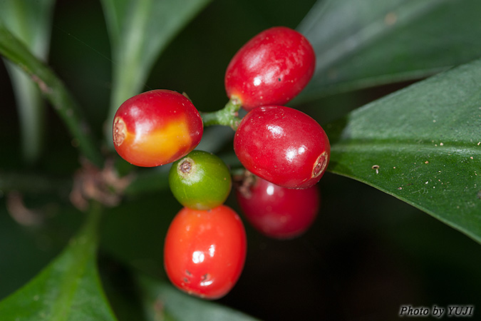 ボチョウジ（リュウキュウアオキ） Psychotria manillensis