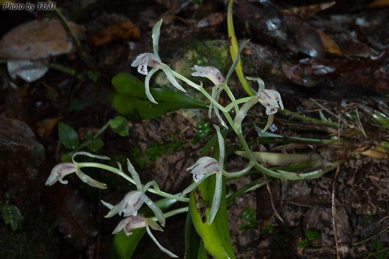 ナギラン Cymbidium nagifolium