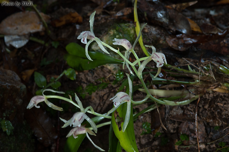 ナギラン Cymbidium nagifolium