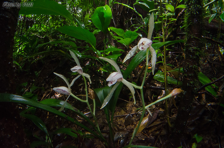 ナギラン Cymbidium nagifolium