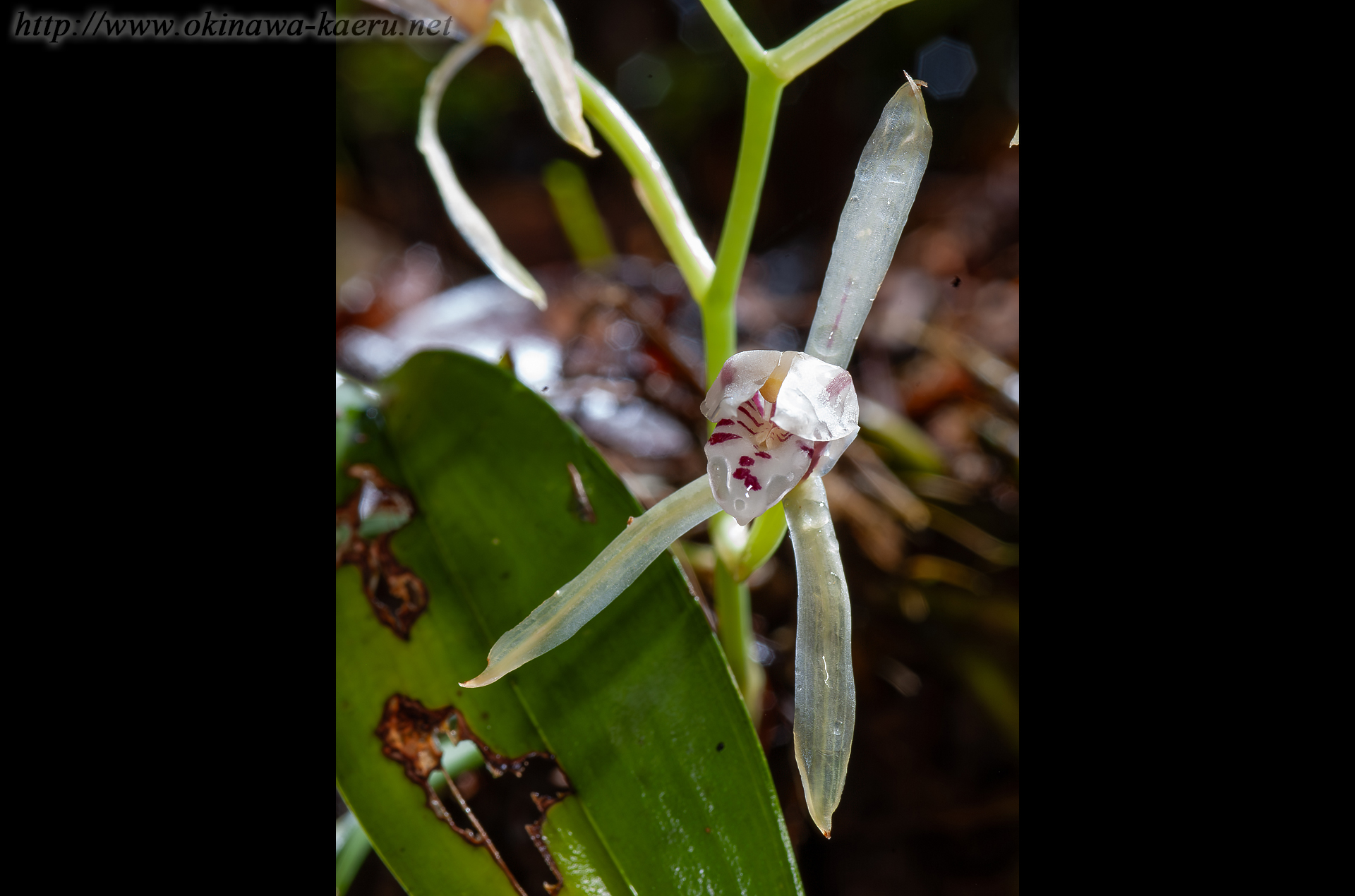 ナギラン Cymbidium nagifolium