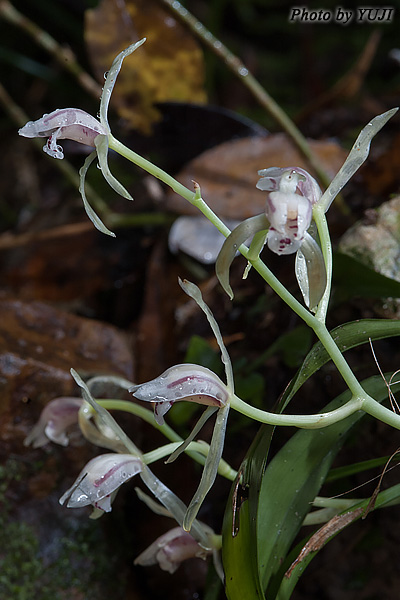 ナギラン Cymbidium nagifolium