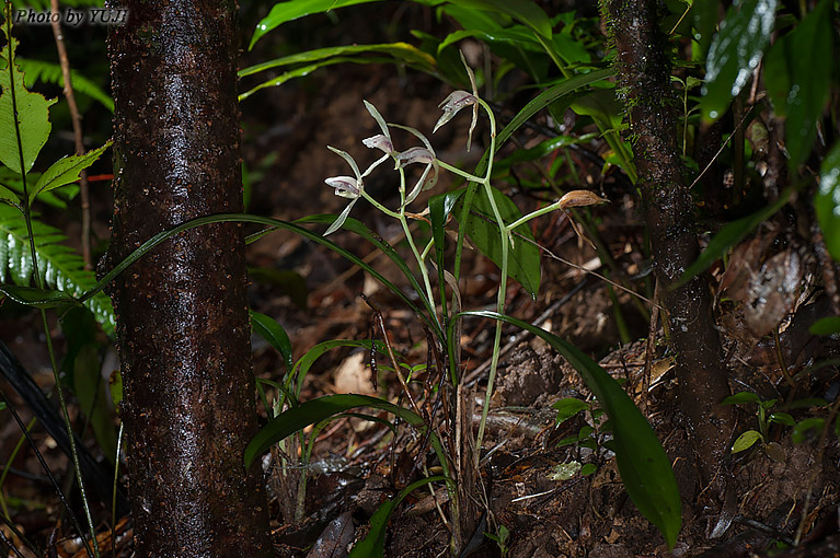 ナギラン Cymbidium nagifolium