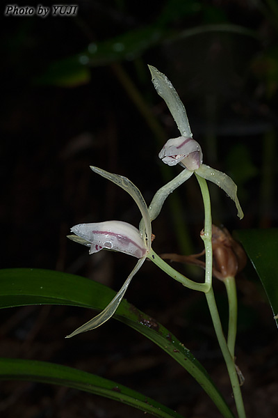 ナギラン Cymbidium nagifolium