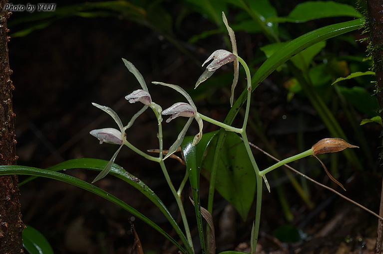 ナギラン Cymbidium nagifolium