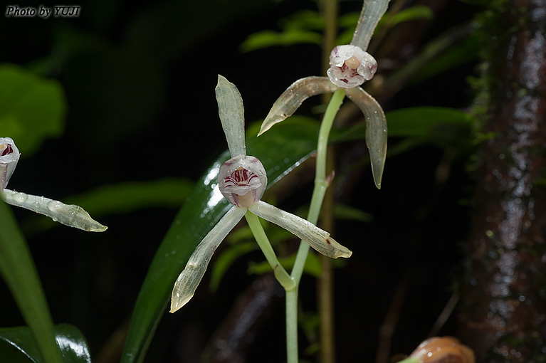 ナギラン Cymbidium nagifolium