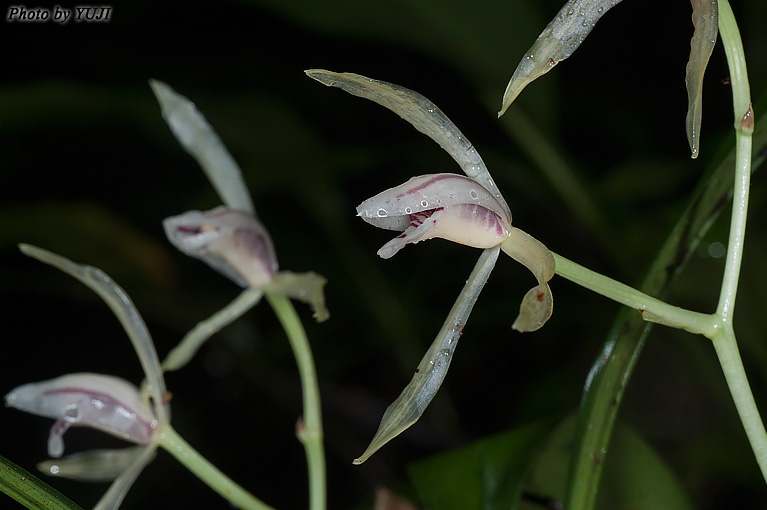 ナギラン Cymbidium nagifolium