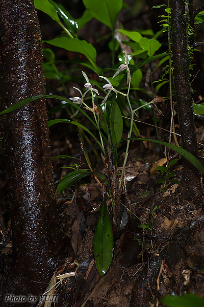 ナギラン Cymbidium nagifolium