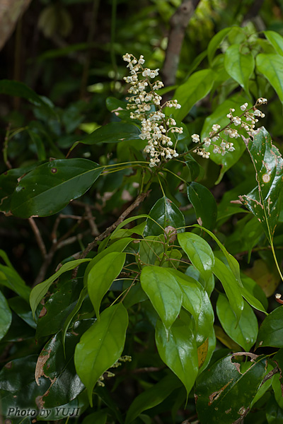 ナンバンアワブキ Meliosma squamulata