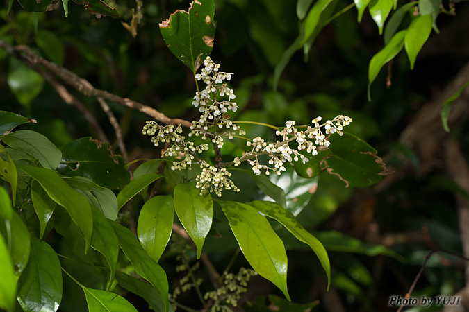 ナンバンアワブキ Meliosma squamulata