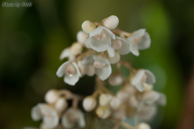 ナンバンアワブキ Meliosma squamulata