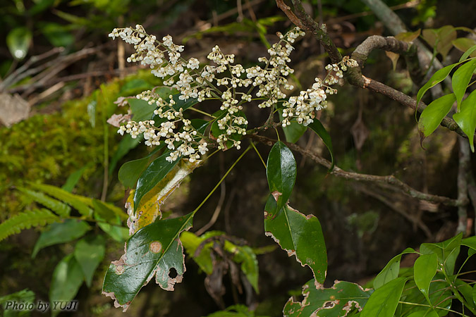 ナンバンアワブキ Meliosma squamulata