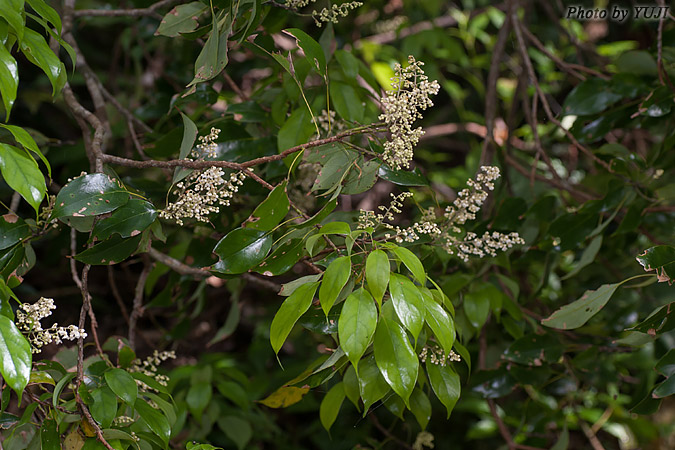 ナンバンアワブキ Meliosma squamulata