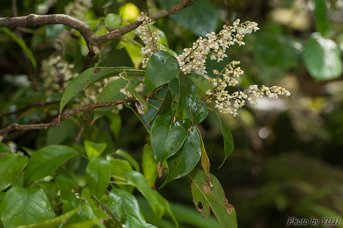 ナンバンアワブキ Meliosma squamulata