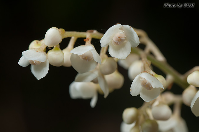 ナンバンアワブキ Meliosma squamulata