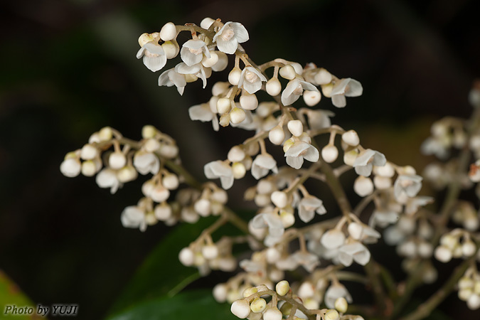 ナンバンアワブキ Meliosma squamulata